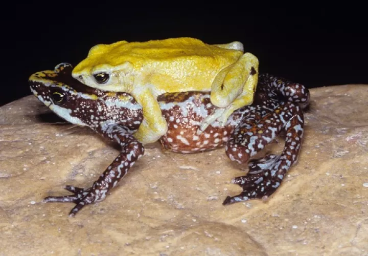 Panamá ha perdido dos especies de ranas únicas en el mundo durante los últimos dos años. Foto: M. Guerra/   Instituto Smithsonian