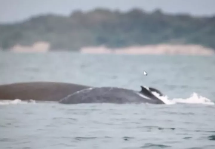 El avistamiento de las ballenas jorobadas cada año, es un verdadero espectáculo. Foto: Thays Domínguez.