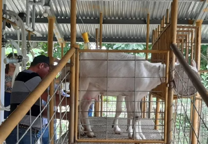 Las fincas agroturísticas en la región toman cada vez más auge, con más productores interesados en sacar mayor provecho a sus tierras. Foto. Thays Domínguez