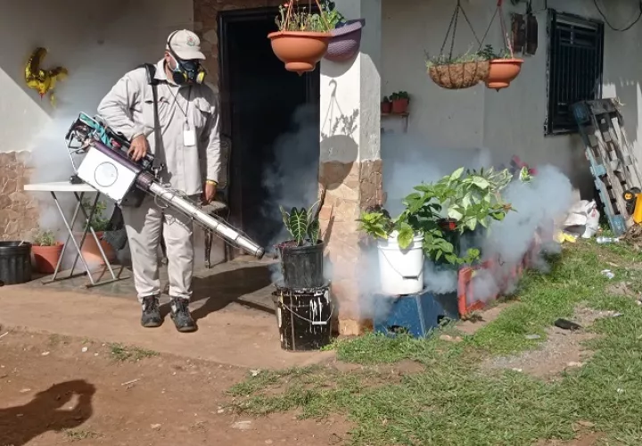 Las nebulizaciones de insecticidas sólo eliminan a los mosquitos adultos. Foto: José Vásquez