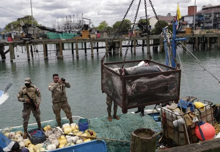 En el barco se identificó  tiburón juvenil. Foto: EFE
