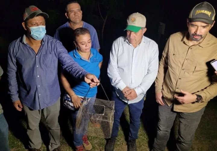 Los murciélagos hematófagos  se alimentan de sangre. Foto: Mida