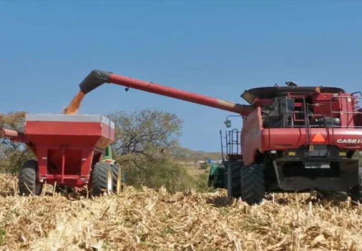 Para el maíz a chuzo con tecnología se registraron 91.36 Ha más que el año pasado a esta misma fecha que se reportaron 843.68 Ha. Foto: Cortesía Mida