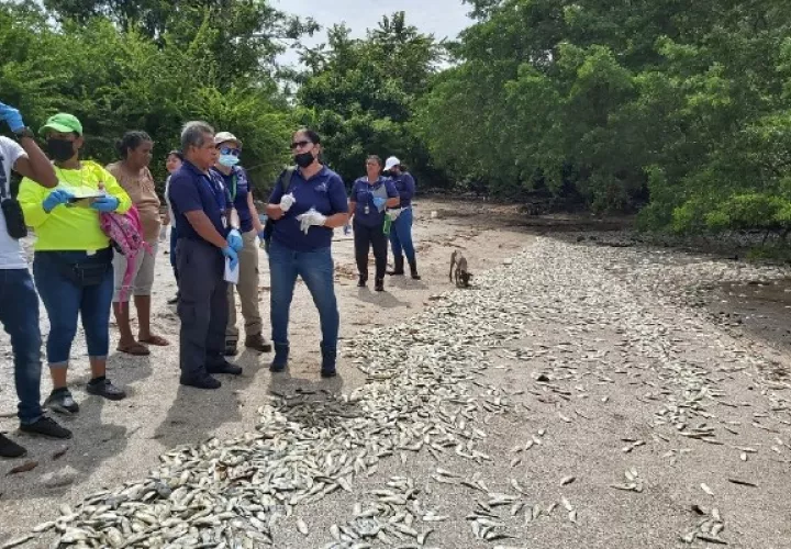 Los peces muertos aparecieron también en la Bahía de Panamá. Foto: Eric A. Montenegro