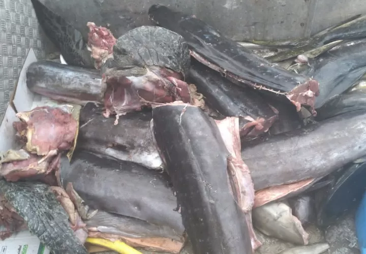 En la embarcación llevaban varias especies protegidas, inclusive tiburones con aletas cortadas. Foto: Cortesía ARAP.