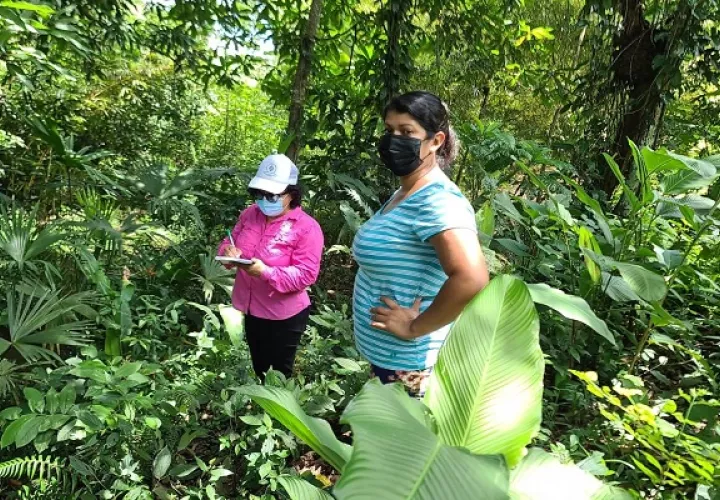 MiAmbiente realiza operativos forestales en diferentes puntos del país. Foto: MiAmbiente