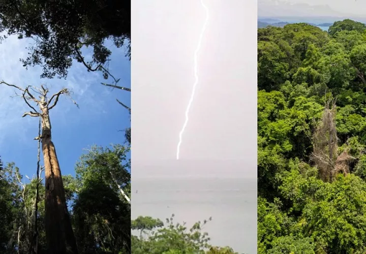Los rayos son una importante fuerza selectiva con implicaciones para la ecología. Foto: Smithsonian