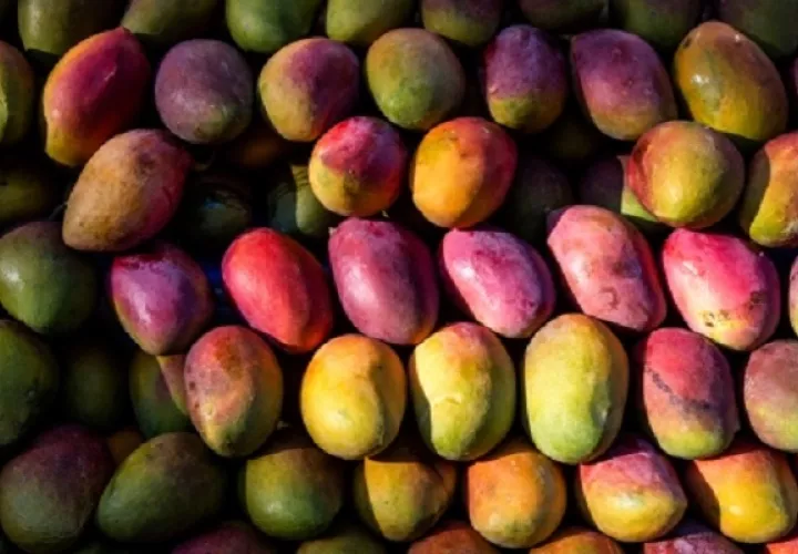 Los mangos frescos se deterioran con rapidez debido a su elevado contenido de humedad y su naturaleza delicada. Foto: FAO