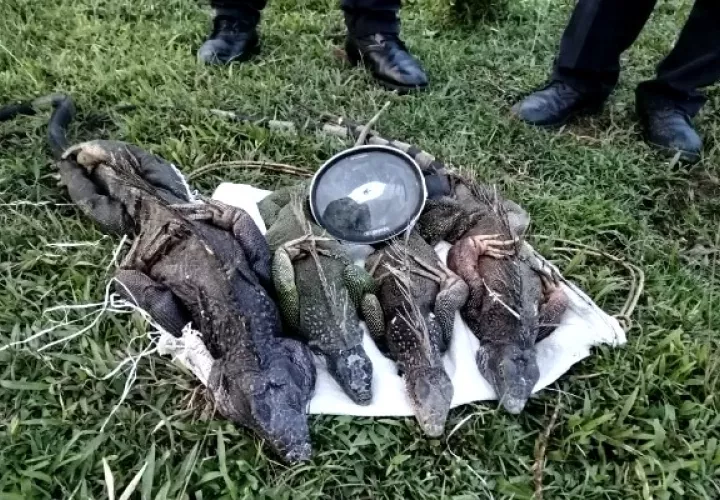 rescate_fauna2_pa.jpg