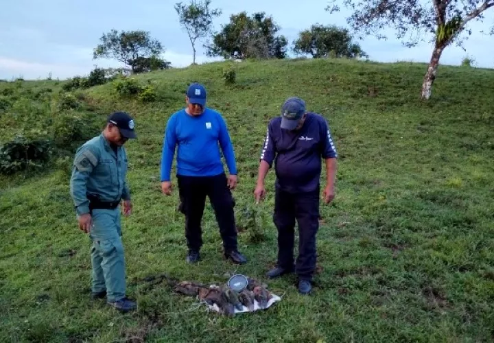 Las iguanas fueron revisadas y dejadas en libertad. Foto / Diómedes Sánchez.