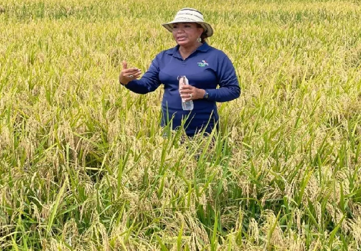 Durante la fase de investigación, este grano destacó por su excelente calidad molinera y buena adaptación a las áreas de cultivo de arroz del país. Foto. Eric Montenegro