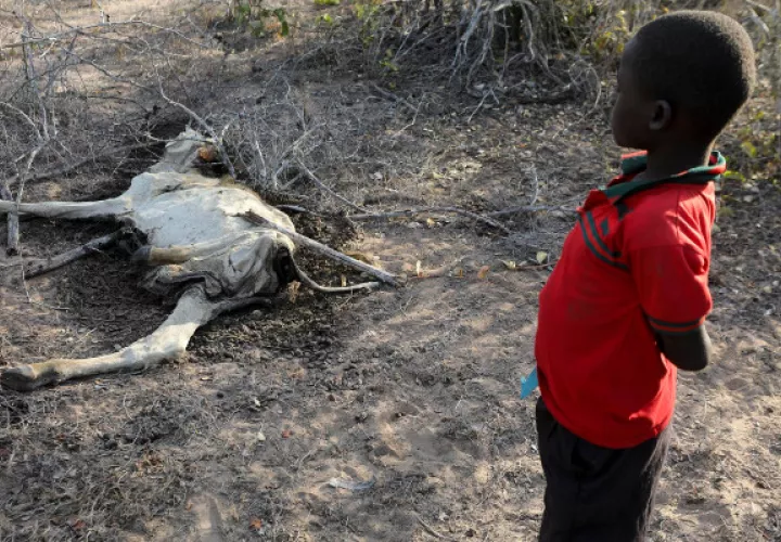 Alrededor de 4.35 millones de personas necesitarán asistencia alimentaria urgente en Kenia. Foto: EFE