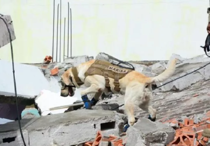 La canina Frida fue un símbolo del terremoto de México 2017. Foto: Efe