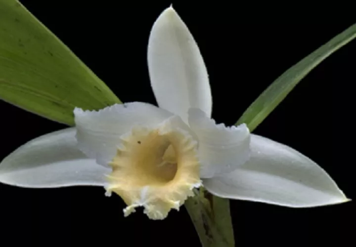 La  Sobralia rinconiana tiene  pétalos reflejados y el labelo infundibuliforme de color amarillo crema. Foto: Cortesía