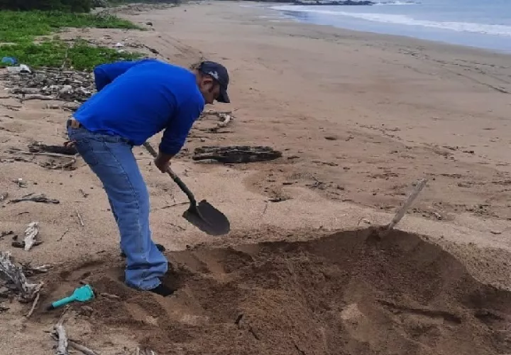 Tras implementar los procedimientos correspondientes para manejo de estas especies muertas, se procedió a sepultarla y así evitar malos olores. Foto. Thays Domínguez
