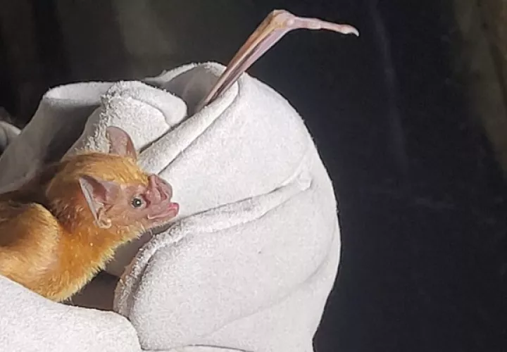 Los murciélagos hematófagos  se alimentan de sangre. Foto: Mida