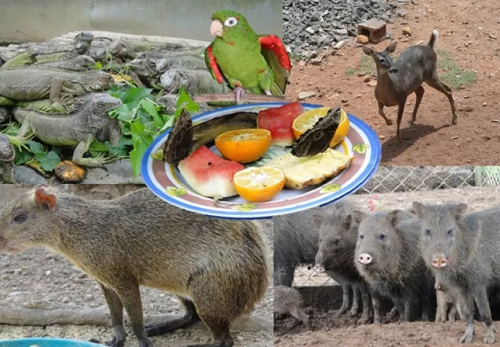 Los zoocriaderos ayudan a la conservación de las especies. Foto: MiAmbiente