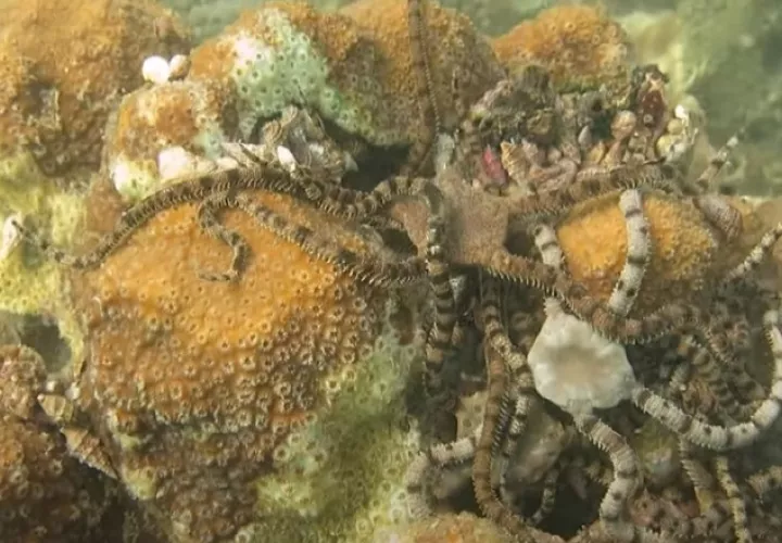 La bahía es una zona de rica biodiversidad. Cortesía