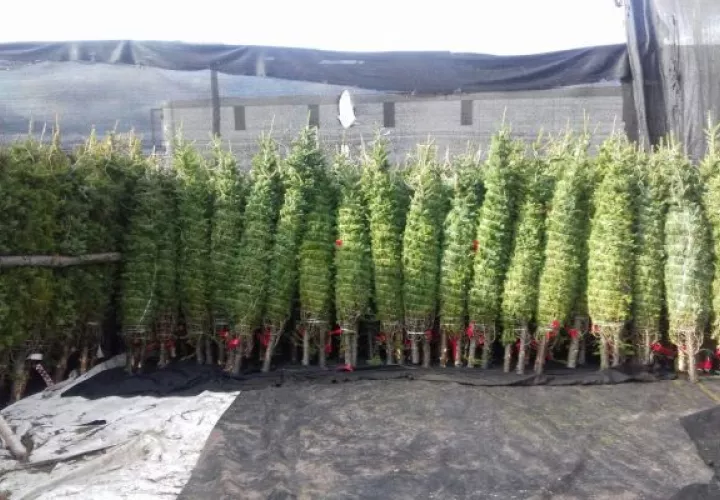 Los comercios esperan vender este año más del doble de arbolitos de navidad en comparación al 2021. Foto Cortesía Mida