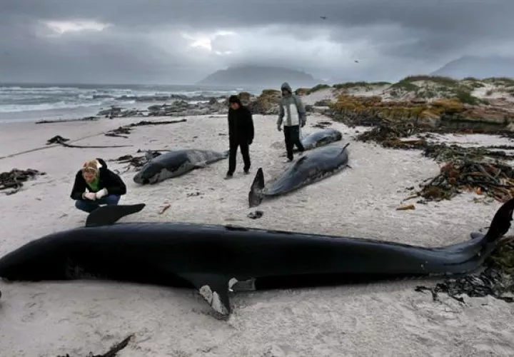 Ciudadanos contemplan los cuerpos sin vida de algunas de las ballenas que quedaron varadas en la playa.