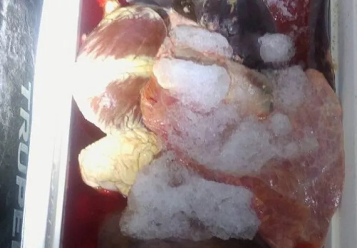 Medios mexicanos indicaron que la carne contaminada procedía de Panamá. Foto: Cortesía