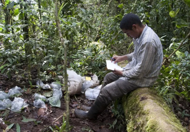 Abel Batista ha liderado los descubrimientos de la Atelopus fronterizo, Pristimantis gretathunbergae y Bolitoglossa cathyledecae.
