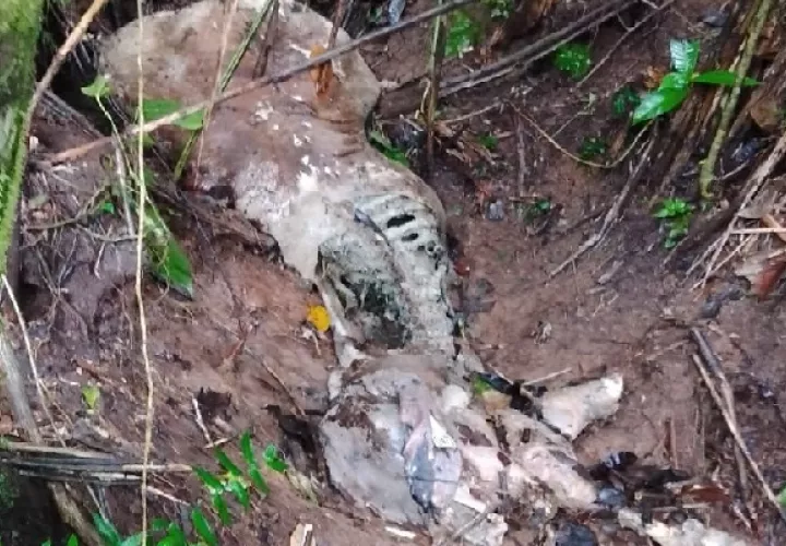 En el área encontraron restos de reses y un caballo muerto. Foto. Diomedes Sánchez