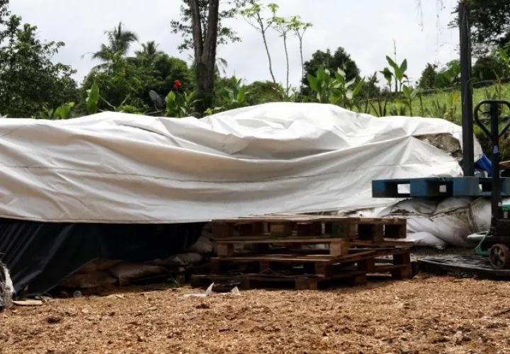 Las pilas de compost requieren una temperatura óptima. Foto: Víctor Arosemena
