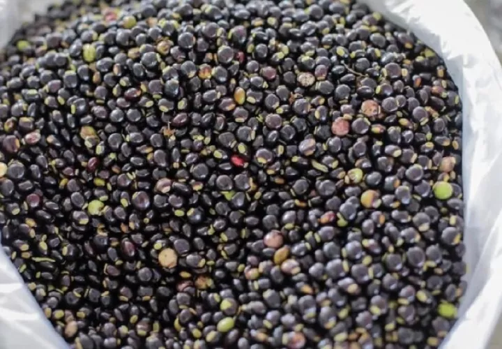 Durante las fiestas de fin de año aumenta la demanda de guandú debido a que forma parte de los platillos tradicionales. IMA