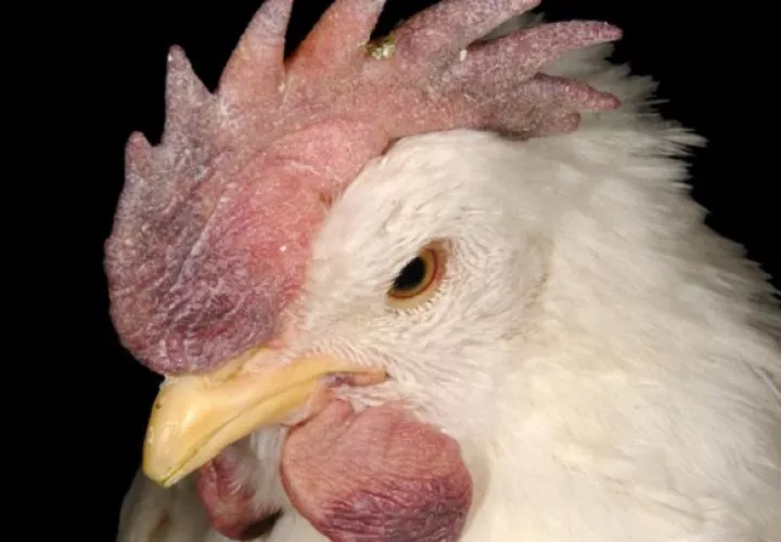 Esta enfermedad ocasiona que la cresta y barbillas de las aves se tornen moradas. Foto: Cornell University