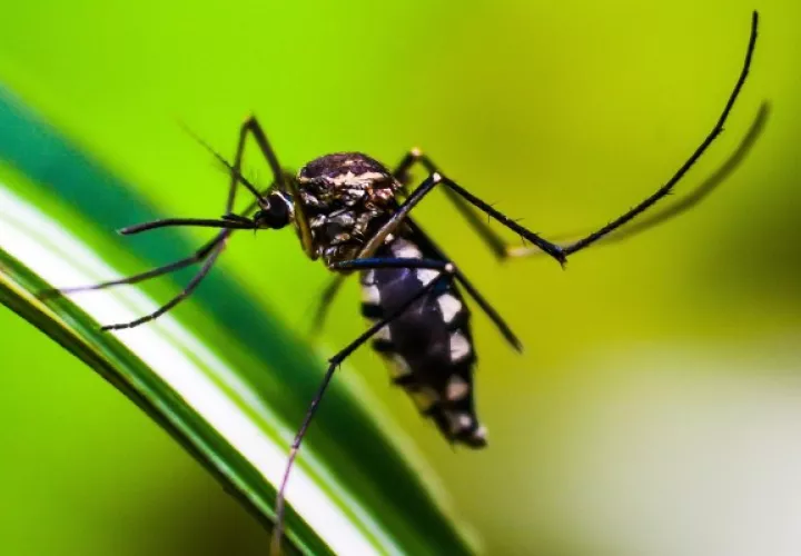 Panamá reporta malaria en 14 de las 15 regiones de salud, y el 57% de los casos  se han reportado en pacientes de sexo masculino. Foto: Pixabay