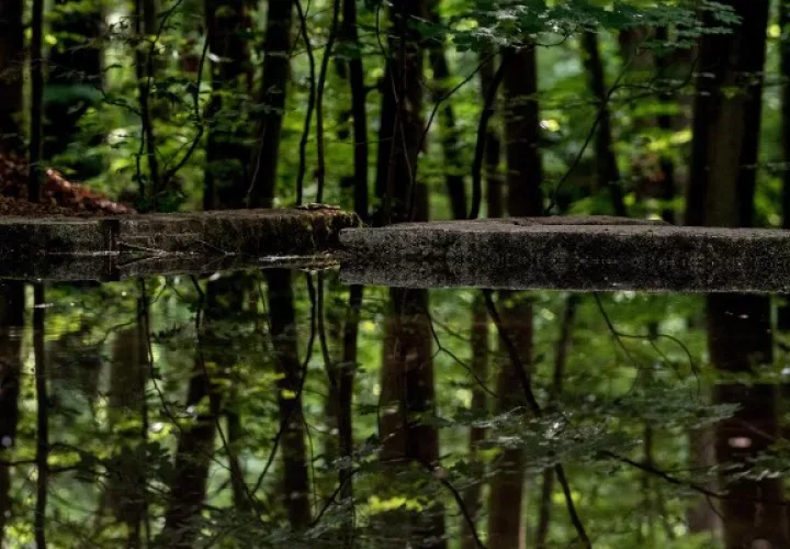 Día Mundial de la Protección de la Naturaleza. Foto: EFE