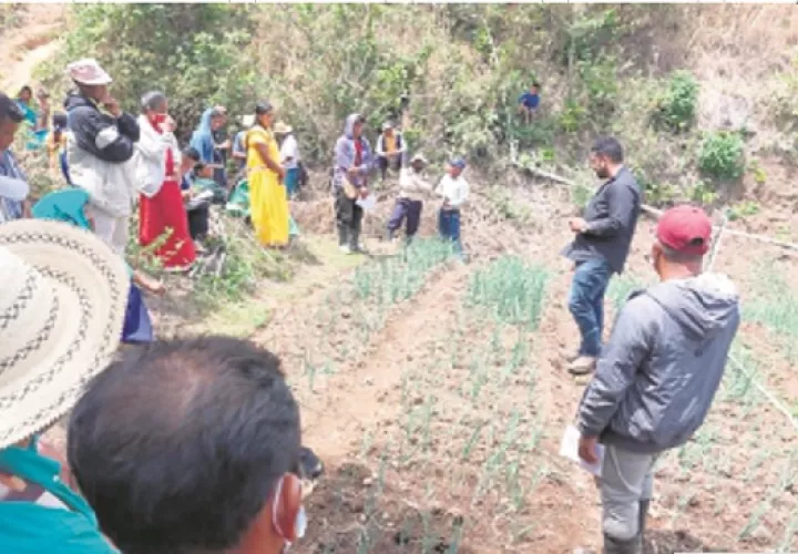 El suelo de la comarca Ngäbe Buglé no es apto para la agricultura, pero con las técnicas correctas se pueden obtener cultivos. Foto: Cortesía