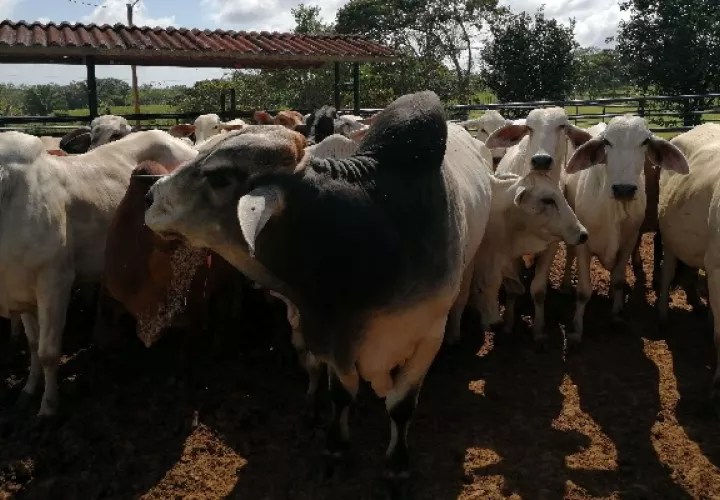 Unas 780 reses denunciadas como hurtadas en diversas fincas del país han sido recuperadas en lo que va del año, según las estadísticas de la Policía Nacional. Foto. Eric Montenegro