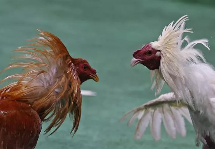 Combate de gallos de pelea, en Bogotá (Colombia). EFE