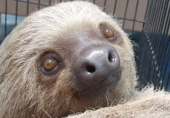 Los perezosos sirven de alimento para otras especies carnívoras. Foto: MiAmbiente