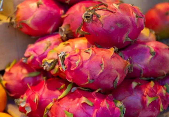 La pitahaya, también conocida como fruta del dragón, "se va a vender en España el próximo año". Foto: EFE