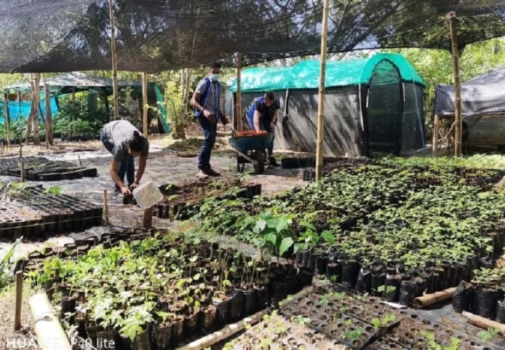 La Fundación Pro Eco Azuero aspira   plantar unos 50,000 árboles en el corredor ecológico santeño, hogar del moño araña de Azuero. Pro Eco Azuero