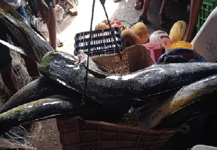Hacen un llamado para que todo afectado denuncie la pesca ilegal que afecta la economía de aquellos que sí están haciendo las cosas correctamente. Foto. Cortesía Arap