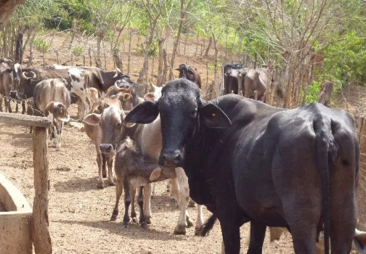 En otras ocasiones, los murciélagos hematófagos también han atacado a las personas y a otros animales domésticos, como gallinas, perros, caballos, a los que les han causado la muerte. Foto. Melquíades Vásquez