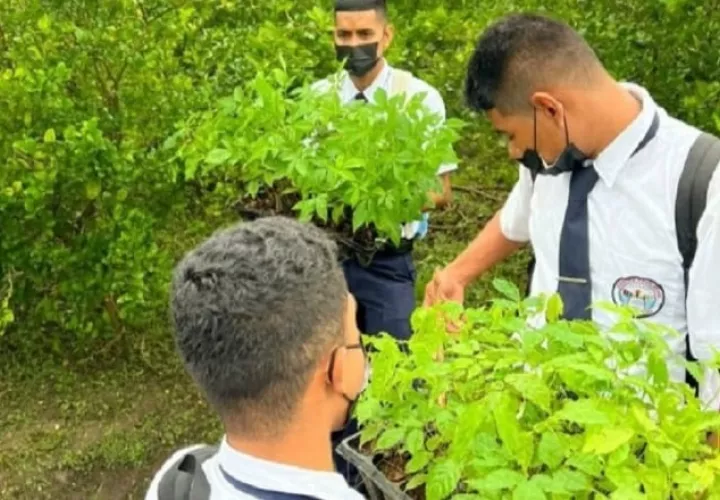El programa Graduandos en Pro de la Reforestación en Panamá, forma parte de una serie de iniciativas legales que promueven la mitigación del Cambio Climático. Cortesía