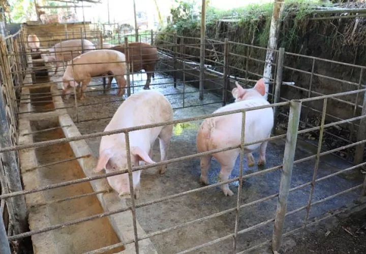 Los cerdos ahogados no tienen nada que ver con el proyecto solidario que se efectuará para las ventas de fin de año con el Ministerio de Desarrollo Agropecuario (Mida). Foto. Archivo
