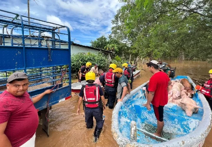 Las inundaciones se dieron en menos de 10 días entre el 9 y el 18 de noviembre, y ambas afectaron el sector de las porquerizas, por lo que los porcinocultores piden ser indemnizados. Foto. Thays Domínguez