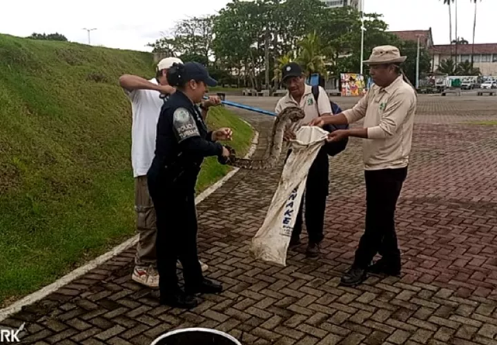 Se llevó a cabo el rescate de una Boa (Contrictor) en calle primera Paseo Marino. Foto / MiAmbiente.