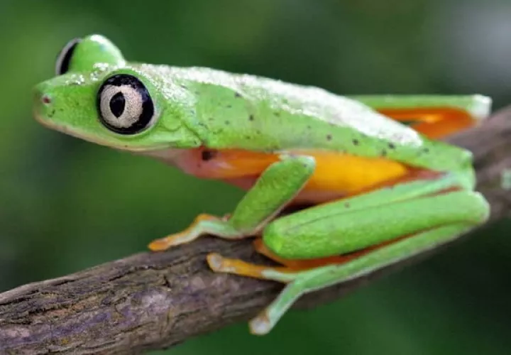 La  Agalychnis lemur (rana Lemur) fue incluida en el Apéndice II.