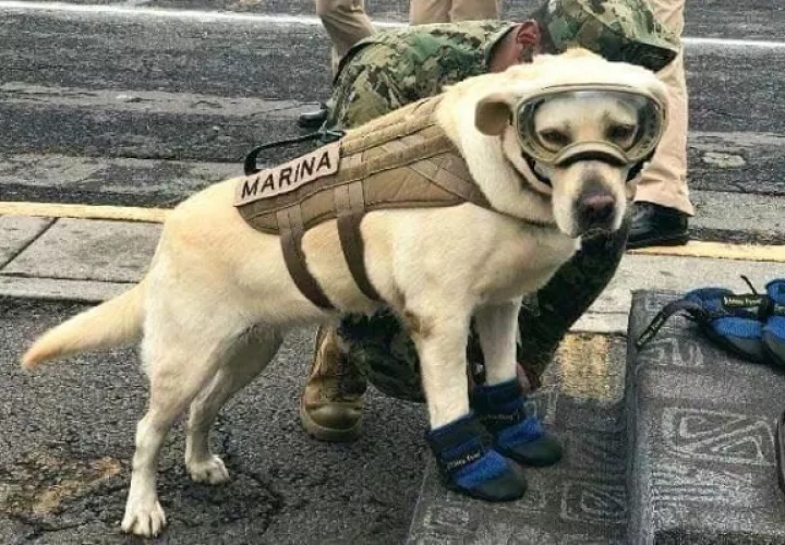 Frida fue un ícono de esperanza durante los terremotos. Foto: Cortesía