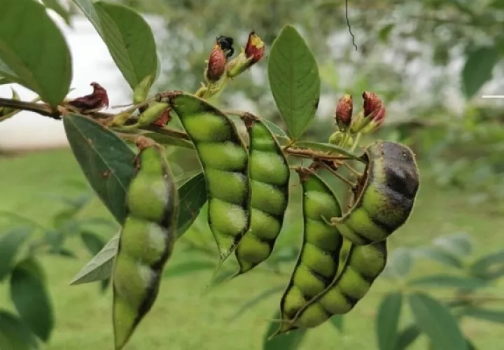 Cuando  cuando el hongo ataca las vainas se aprecian manchas irregulares. Foto: Mida