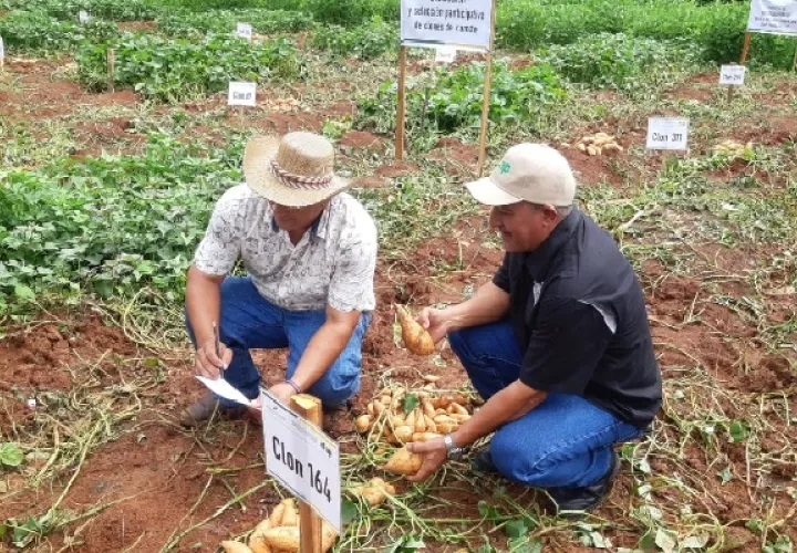 Arquímedes Peralta, productor santeño, indicó que en su finca cultiva tres variedades de este alimento. Foto. Thays Domínguez
