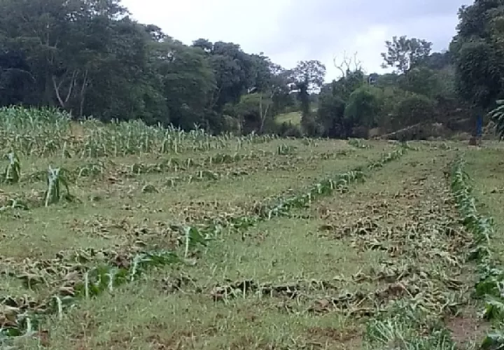Se han dado daños por las inundaciones en las comunidades de Tonosí, algunas zonas de Macaracas y otras áreas de esta provincia, al igual que se registraron en algunas porquerizas. Foto. Cortesía Mida