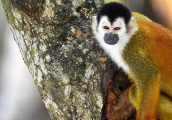El mono tití chiricano habita principalmente en la península de Burica. Proyecto Primates Panamá